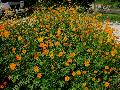 Lanceleaf Tickseed / Coreopsis lanceolata 